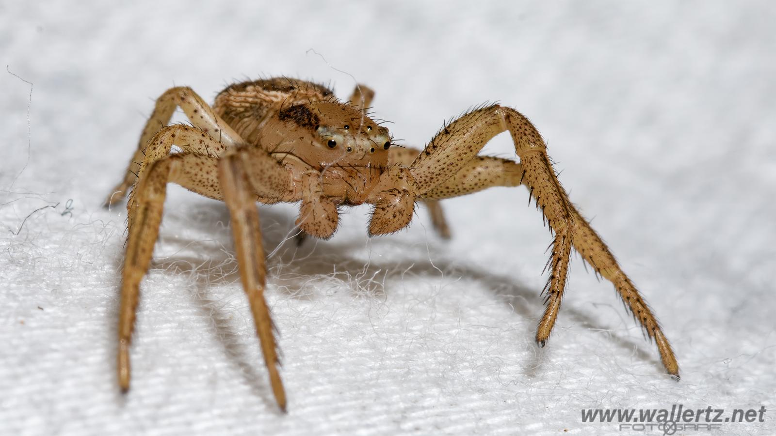 Grassland and heathland spider (Gräskrabbspindel) Xysticus erraticus