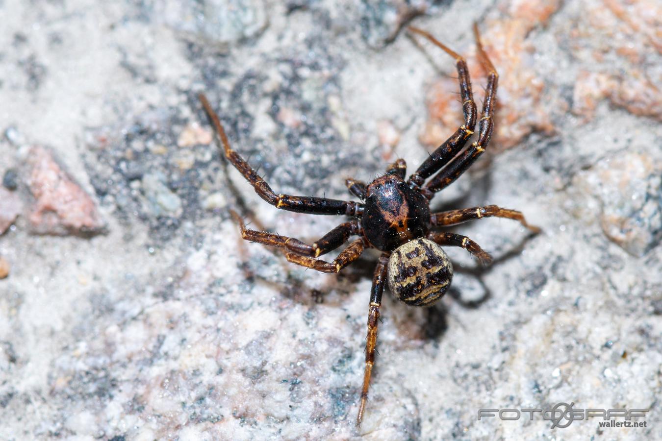 A ground crab spider (Skogskrabbspindel) Xysticus luctuosus