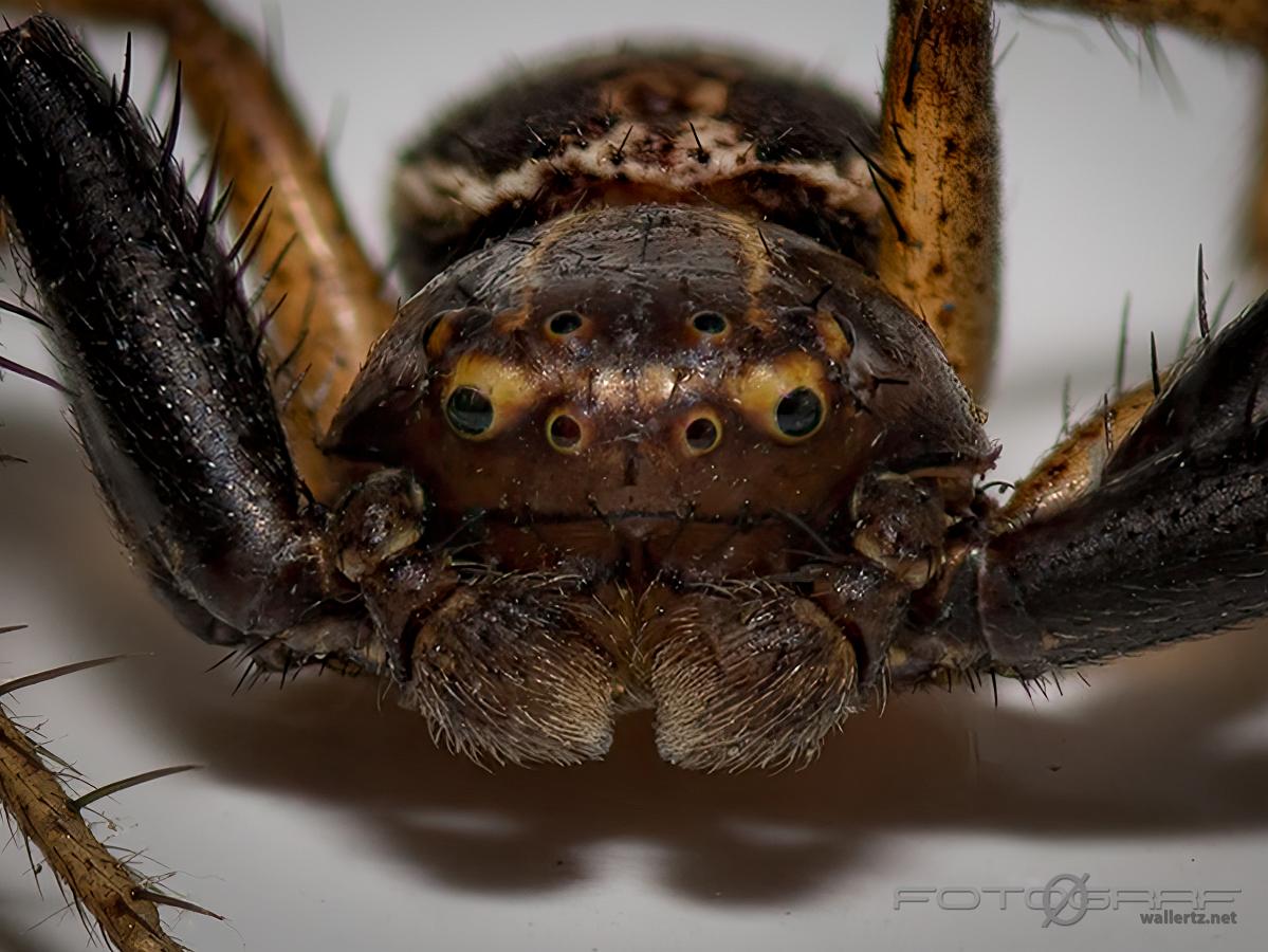 Swamp crab spider (Kärrkrabbspindel) Xysticus ulmi