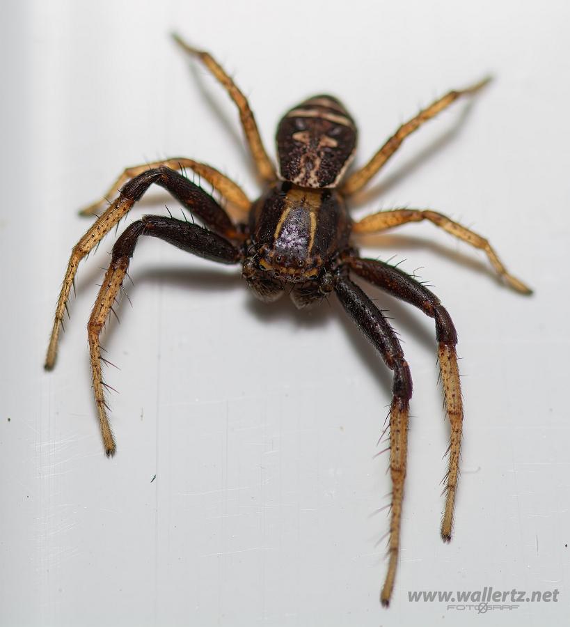 Swamp crab spider (Kärrkrabbspindel)