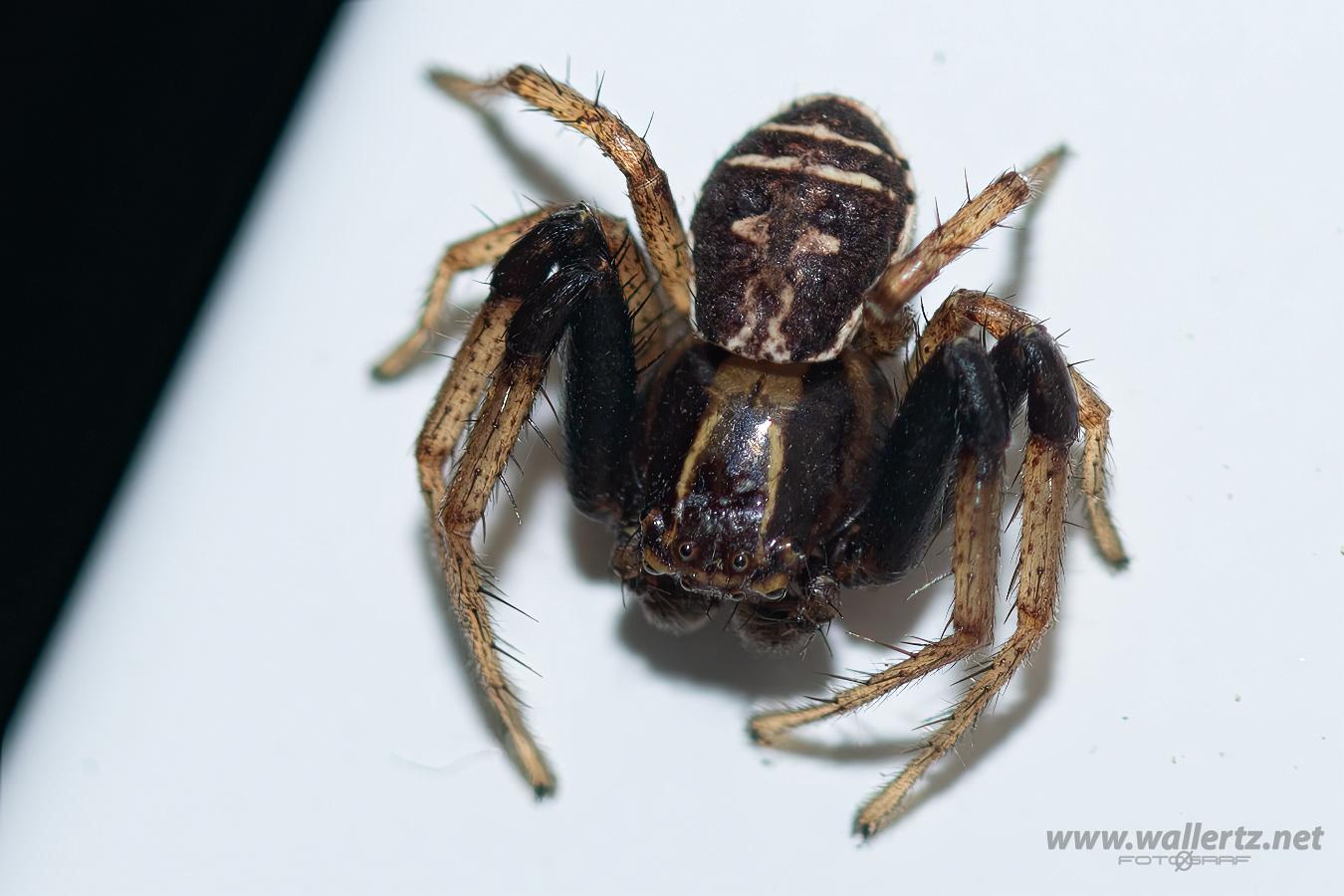 Swamp crab spider (Kärrkrabbspindel) Xysticus ulmi