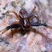 Swamp crab spider (Kärrkrabbspindel)