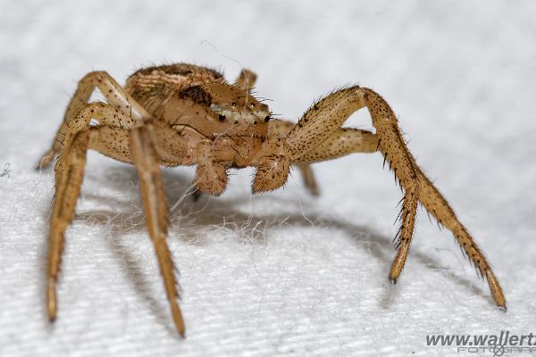 Grassland and heathland spider (Gräskrabbspindel)