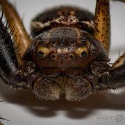 Swamp crab spider (Kärrkrabbspindel)