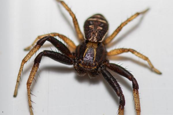 Swamp crab spider (Kärrkrabbspindel)