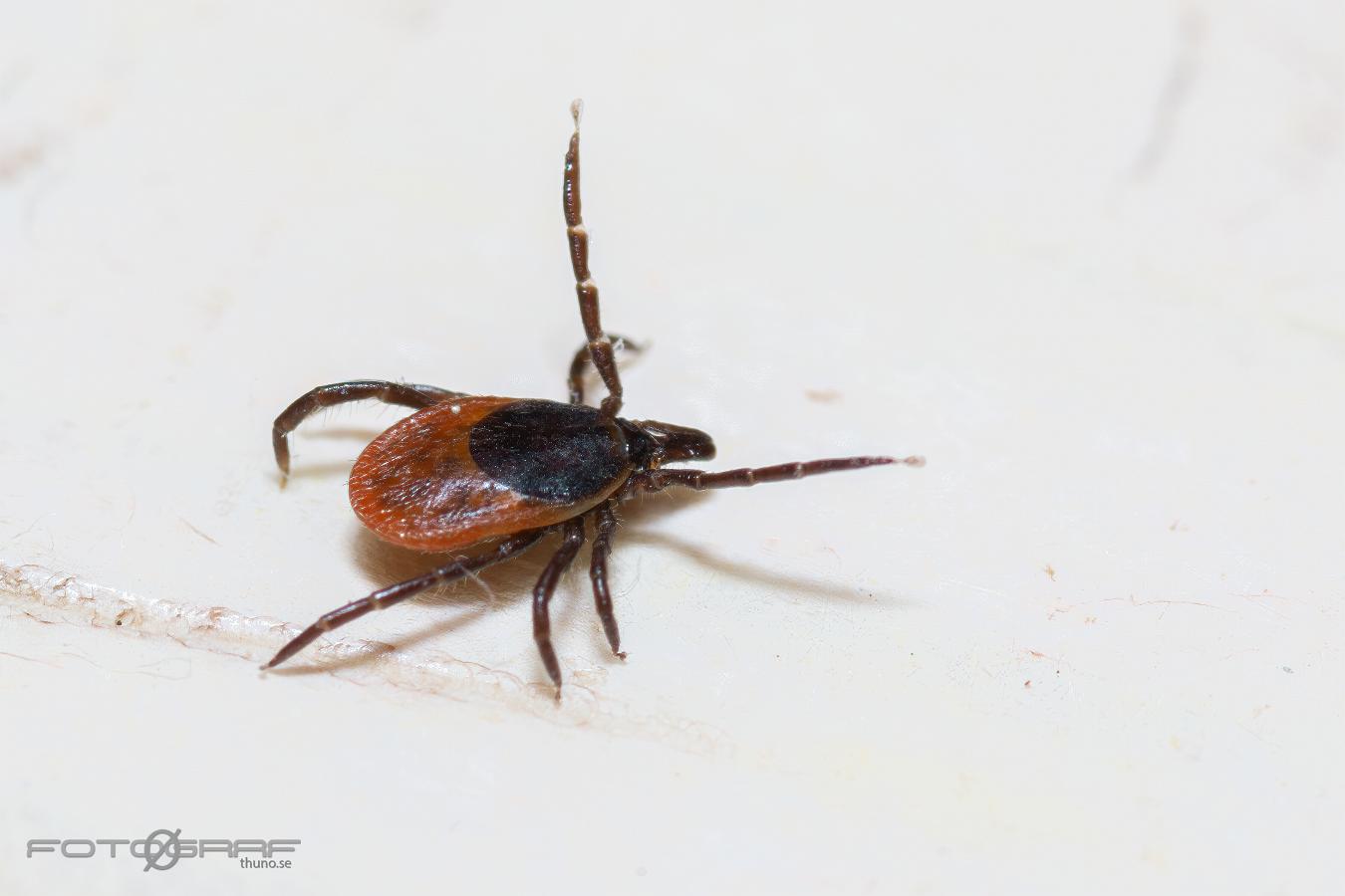 Castor bean tick (Vanlig fästing) Female ixodes ricinus