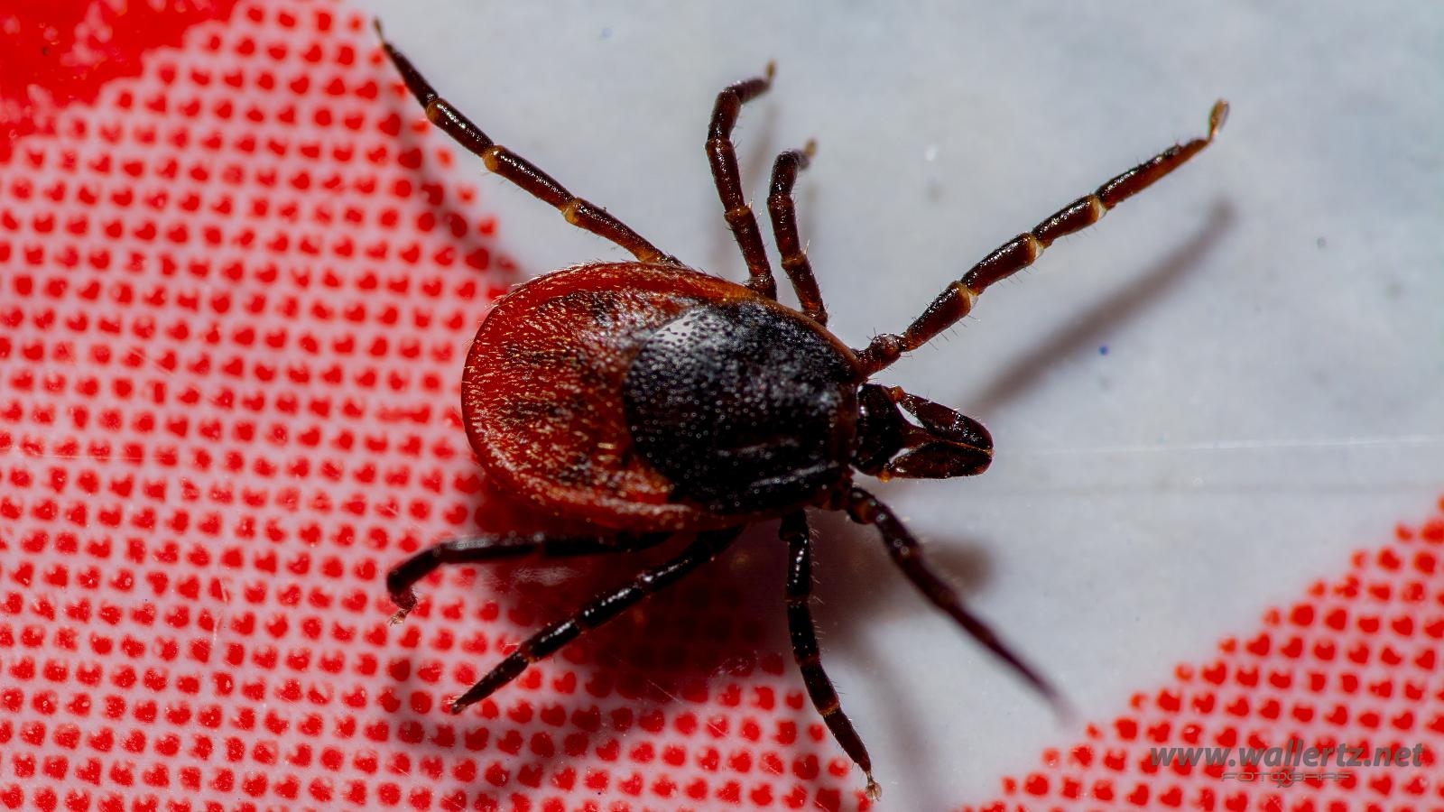 Castor bean tick (Vanlig fästing) Female ixodes ricinus