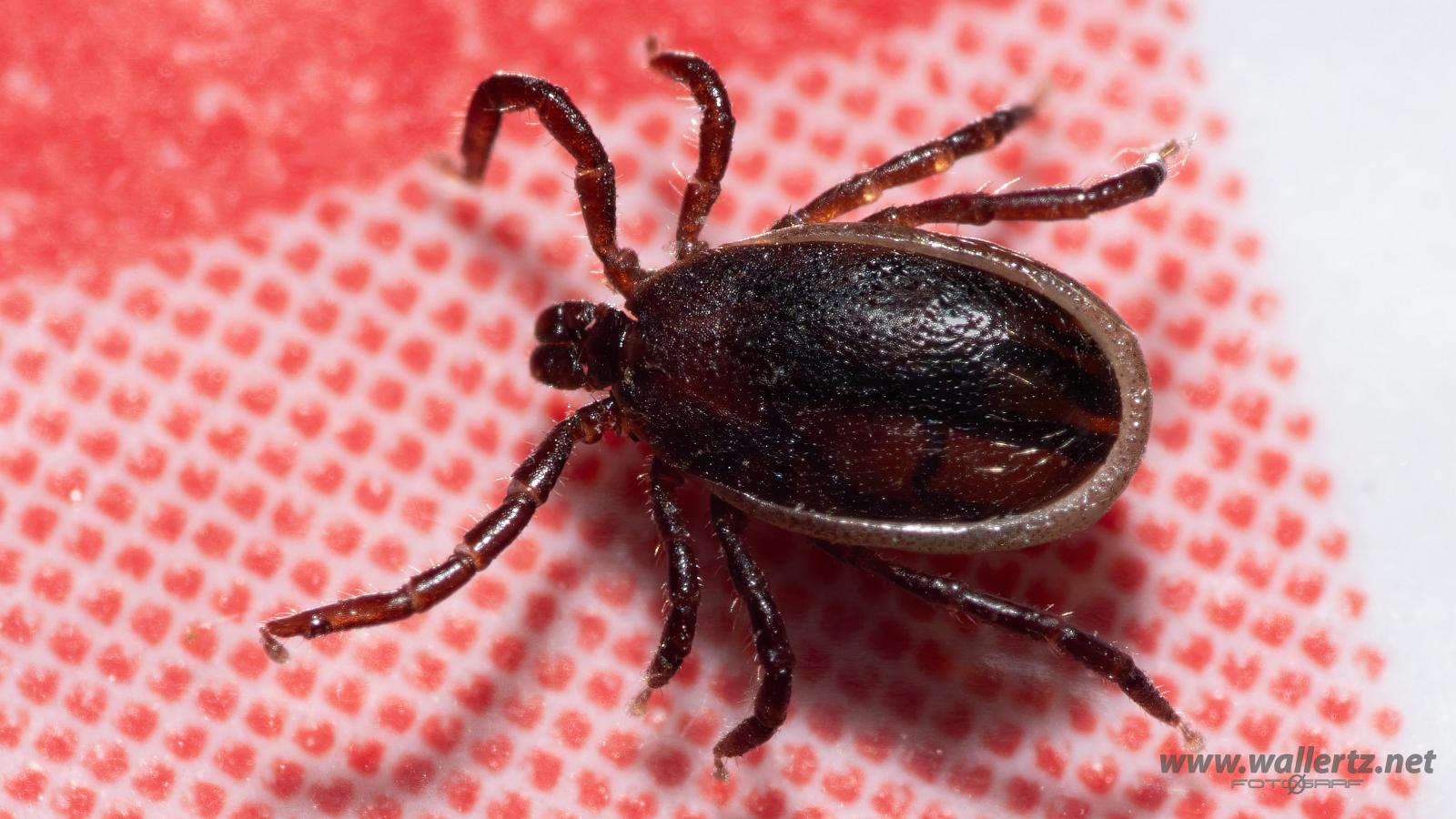 Castor bean tick (Vanlig fästing) Male ixodes ricinus