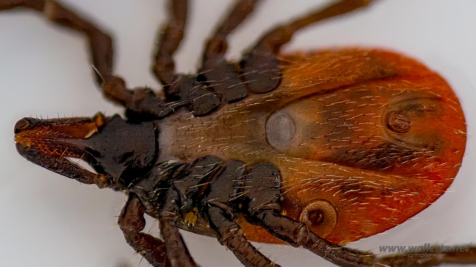 Castor bean tick (Vanlig fästing) Female ixodes ricinus