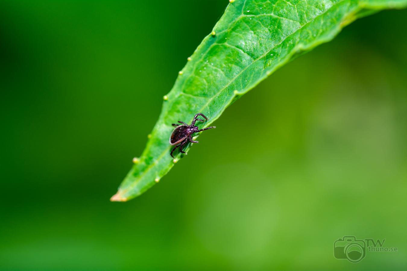 Castor bean tick (Vanlig fästing) Male Ixodes ricinus?