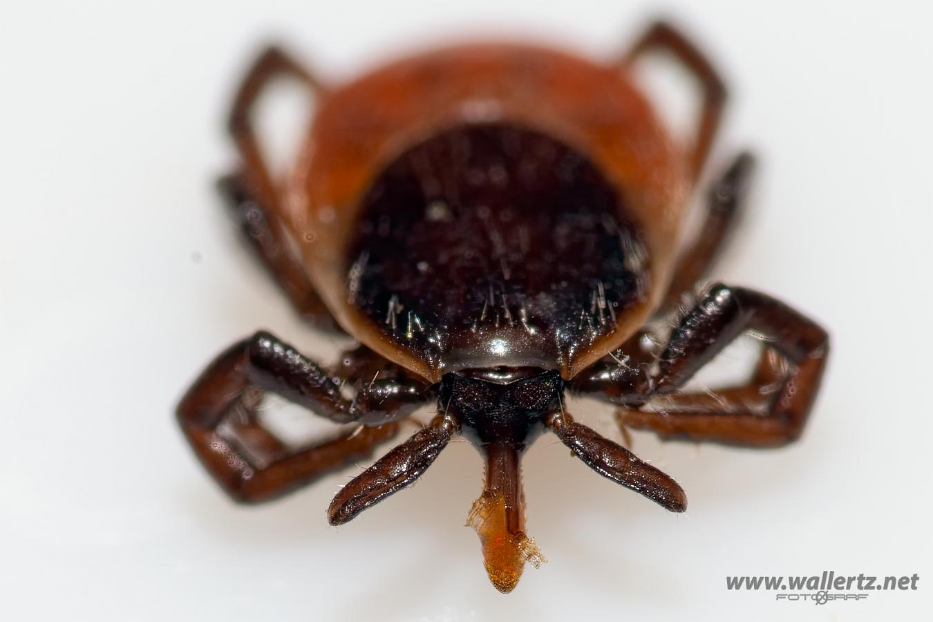 Castor bean tick (Vanlig fästing) Female ixodes ricinus