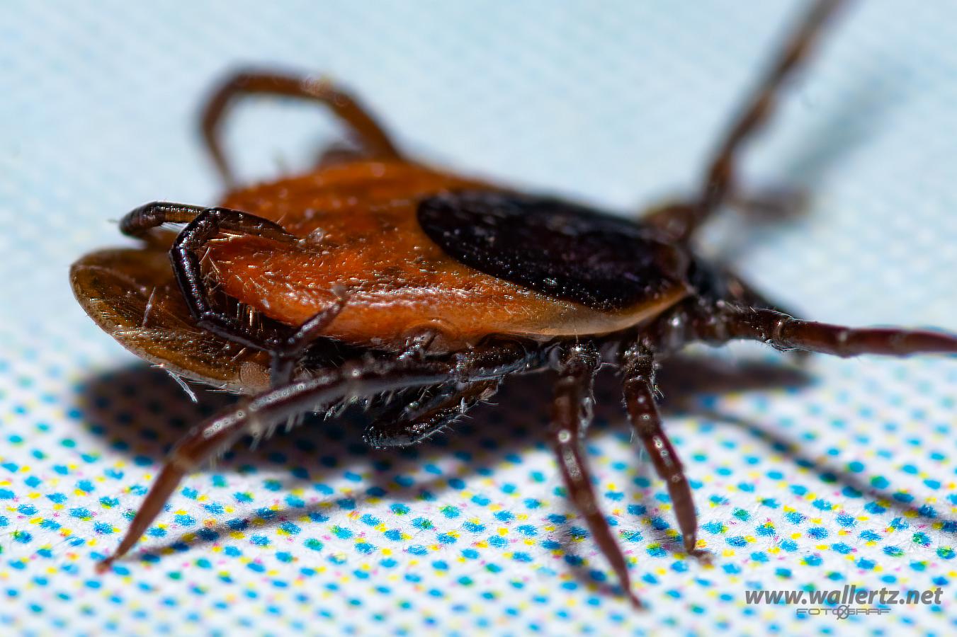 Castor bean tick (Vanlig fästing) Female and male ixodes ricinus