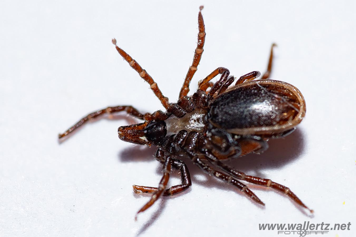 Castor bean tick (Vanlig fästing) Female and male ixodes ricinus