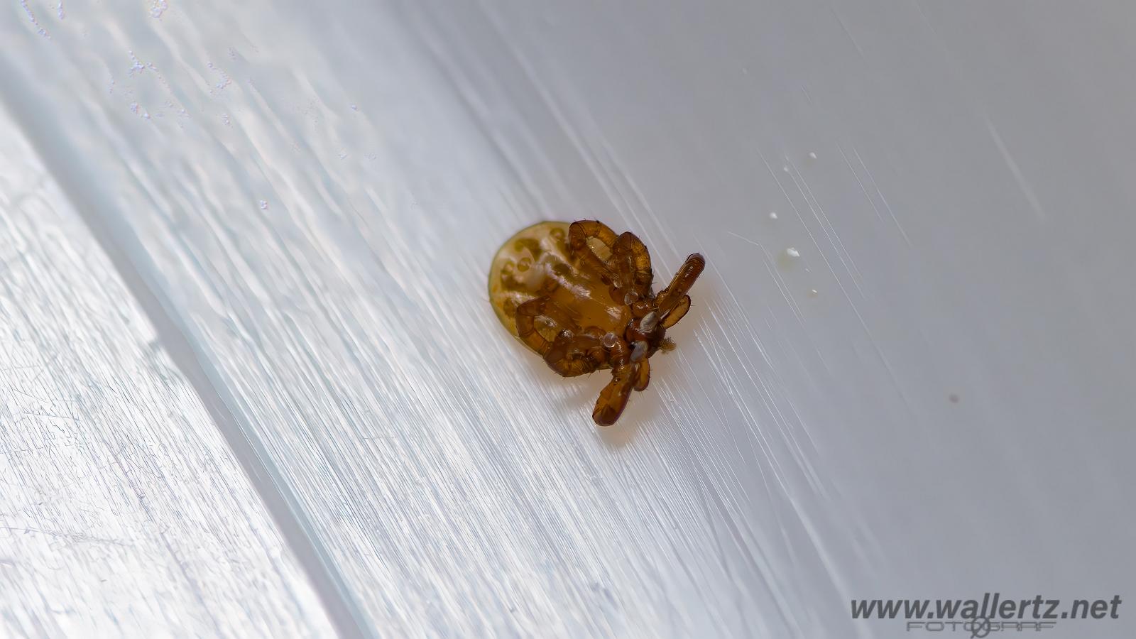 Castor bean tick larva (Troligen Vanlig fästing) Ixodes ricinus