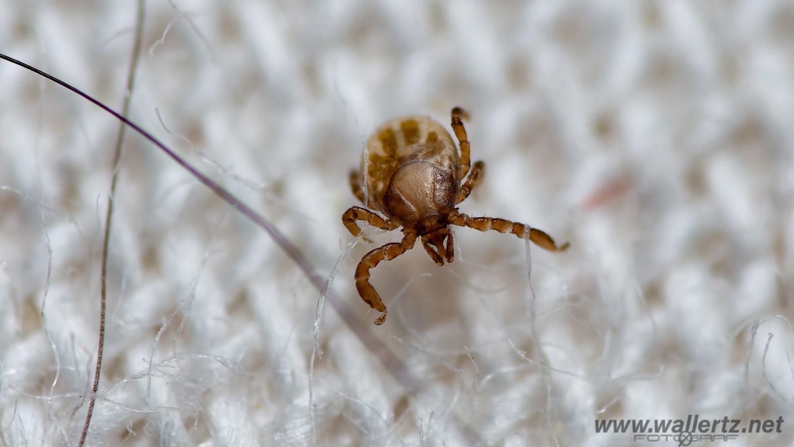 Castor bean tick larva (Troligen Vanlig fästing) Ixodes ricinus