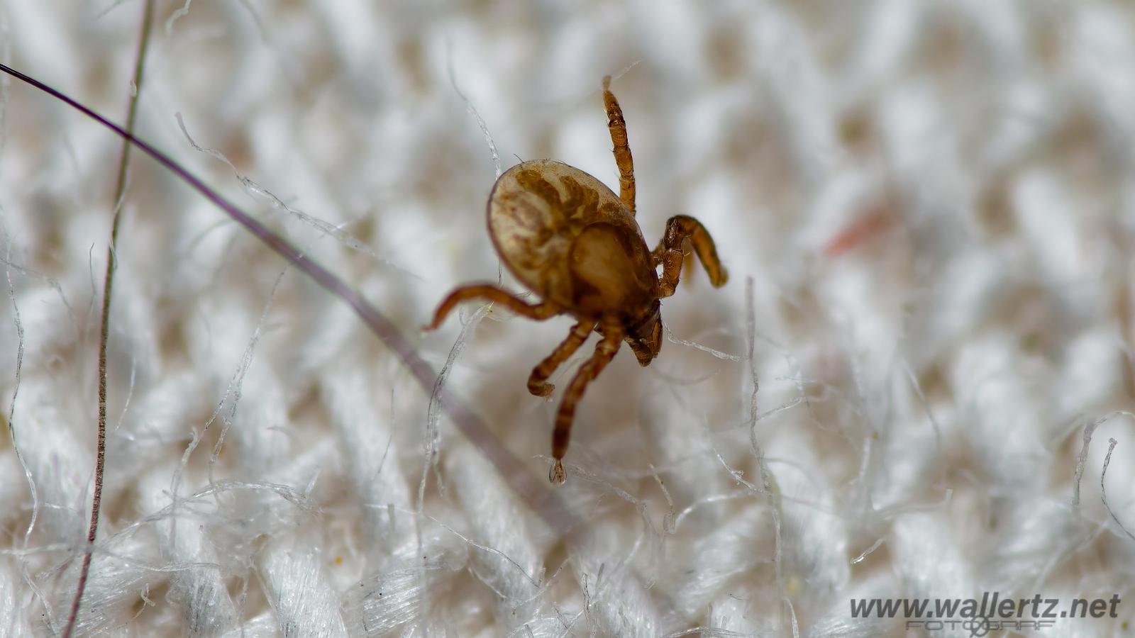 Castor bean tick larva (Troligen Vanlig fästing) Ixodes ricinus