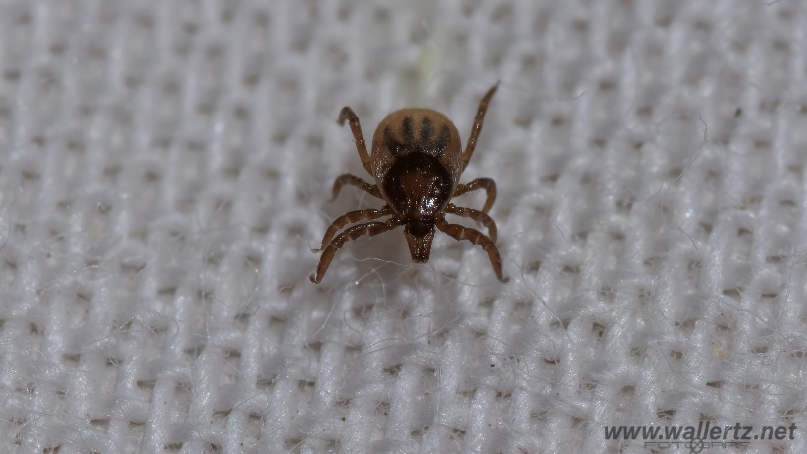 Castor bean tick larva (Troligen Vanlig fästing) Ixodes ricinus