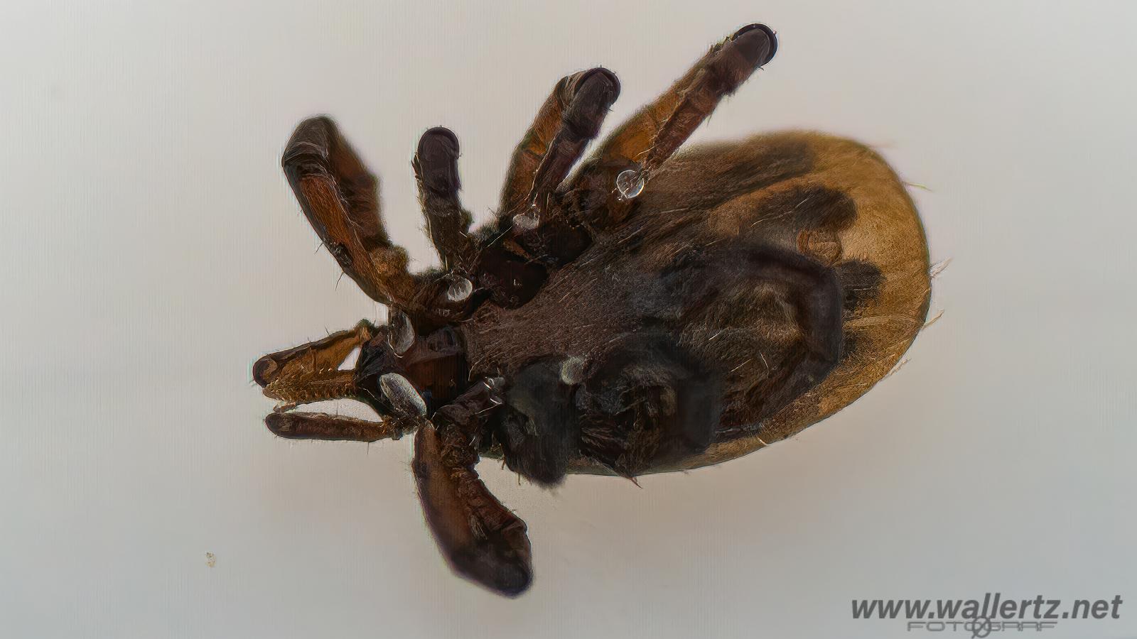 Castor bean tick larva (Troligen Vanlig fästing) Ixodes ricinus