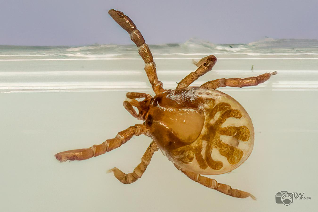 Castor bean tick larva (Troligen Vanlig fästing) Ixodes ricinus