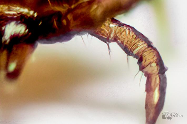 Castor bean tick larva (Troligen Vanlig fästing) Ixodes ricinus