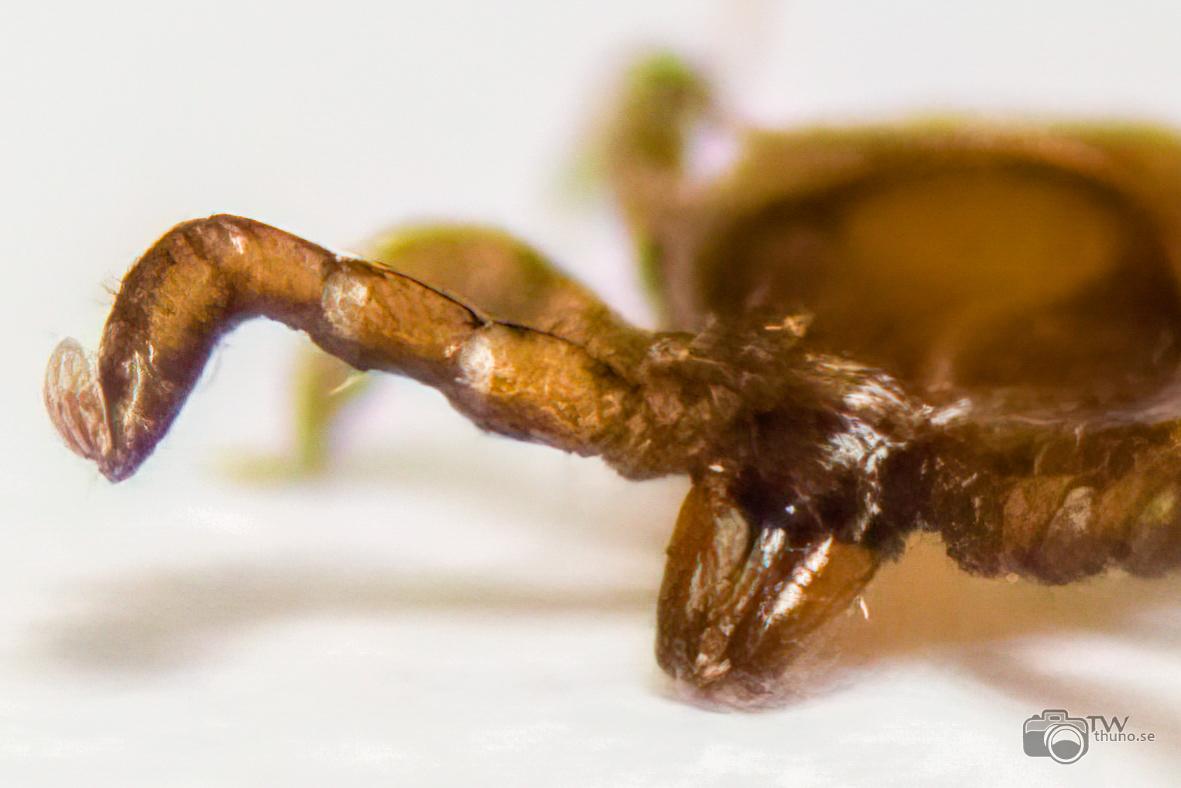 Castor bean tick larva (Troligen Vanlig fästing) Ixodes ricinus