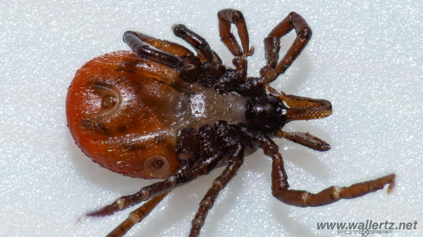 Castor bean tick (Vanlig fästing) Female ixodes ricinus