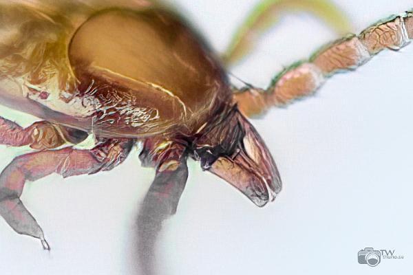 Castor bean tick larva (Troligen Vanlig fästing)