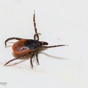 Castor bean tick (Vanlig fästing) Female