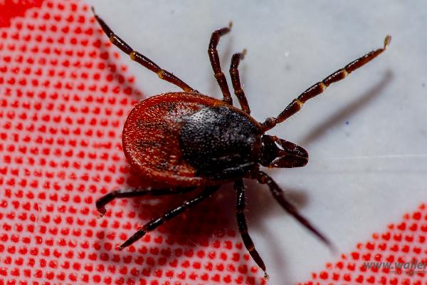 Castor bean tick (Vanlig fästing) Female