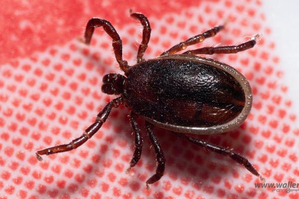 Castor bean tick (Vanlig fästing) Male