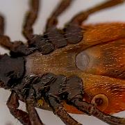 Castor bean tick (Vanlig fästing) Female