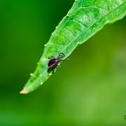 Castor bean tick (Vanlig fästing) Male