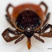 Castor bean tick (Vanlig fästing) Female