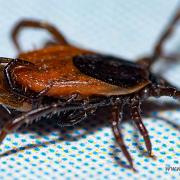 Castor bean tick (Vanlig fästing) Female and male