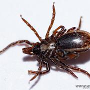 Castor bean tick (Vanlig fästing) Female and male