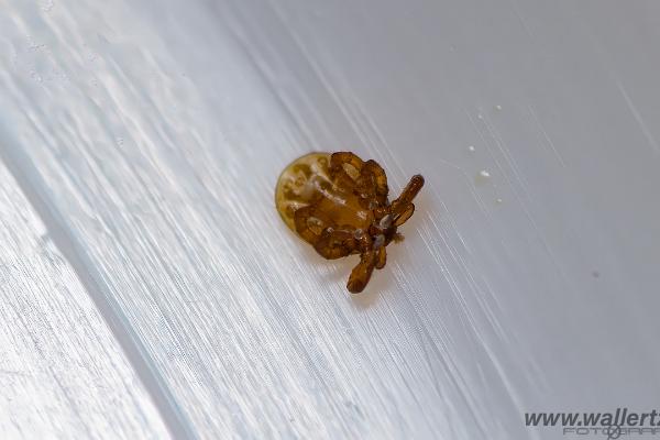 Castor bean tick larva (Troligen Vanlig fästing)