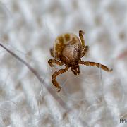 Castor bean tick larva (Troligen Vanlig fästing)