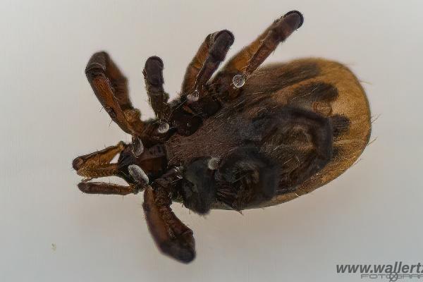 Castor bean tick larva (Troligen Vanlig fästing)