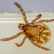 Castor bean tick larva (Troligen Vanlig fästing)