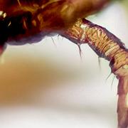 Castor bean tick larva (Troligen Vanlig fästing)