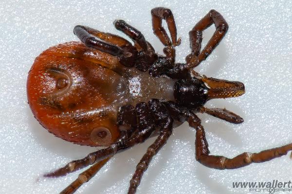 Castor bean tick (Vanlig fästing) Female