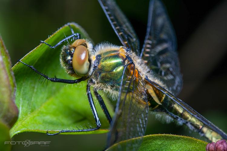 Dragonflies