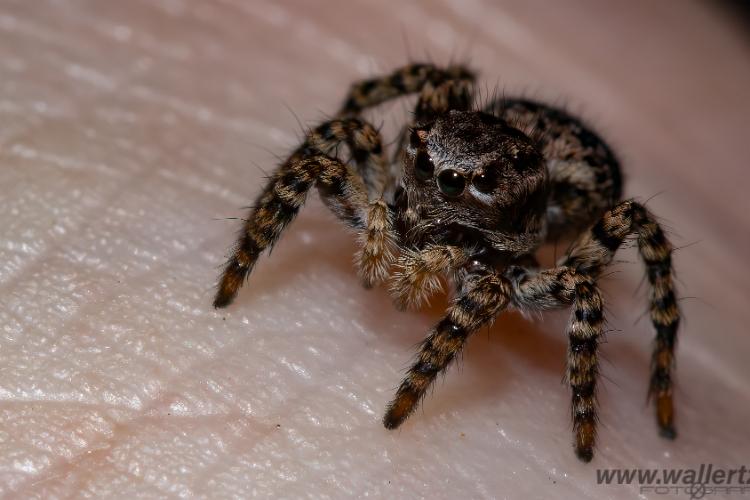 V-Signed Jumping Spider (Vinkelhoppspindel) Aelurillus v-insignitus