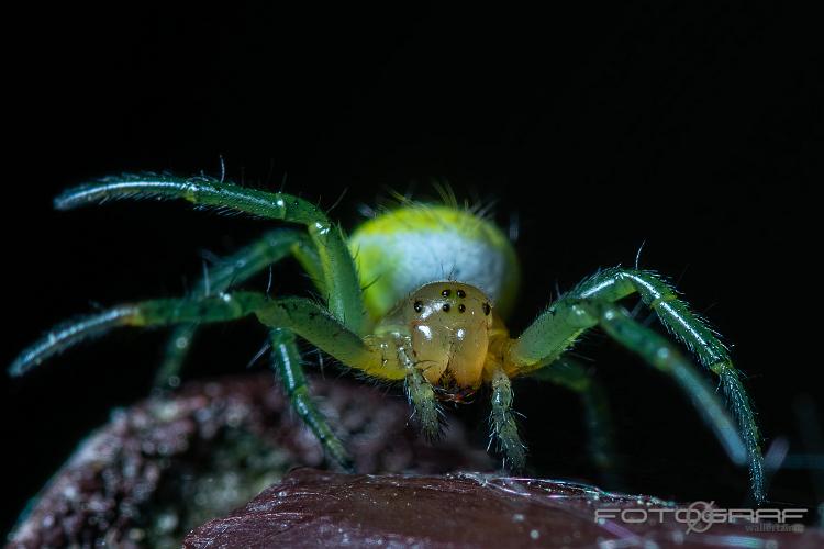 Cucumber Green spider (Gurkspindel)