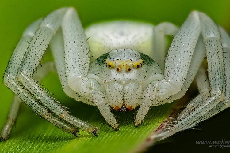 Goldenrod crab spider or Flower (crab) spider (Blomkrabbspindel