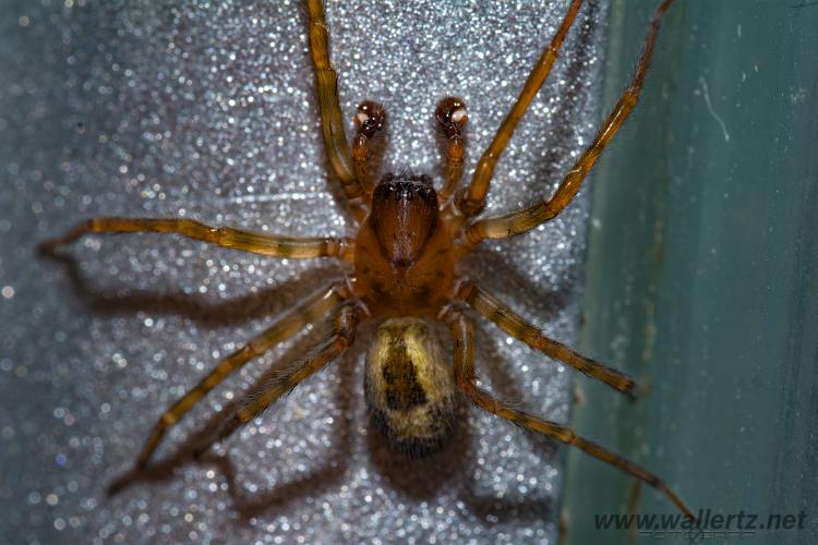 Other spiders (Andra)