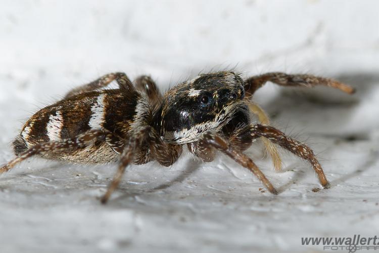 Zebra jumping spider (Murzebraspindel)