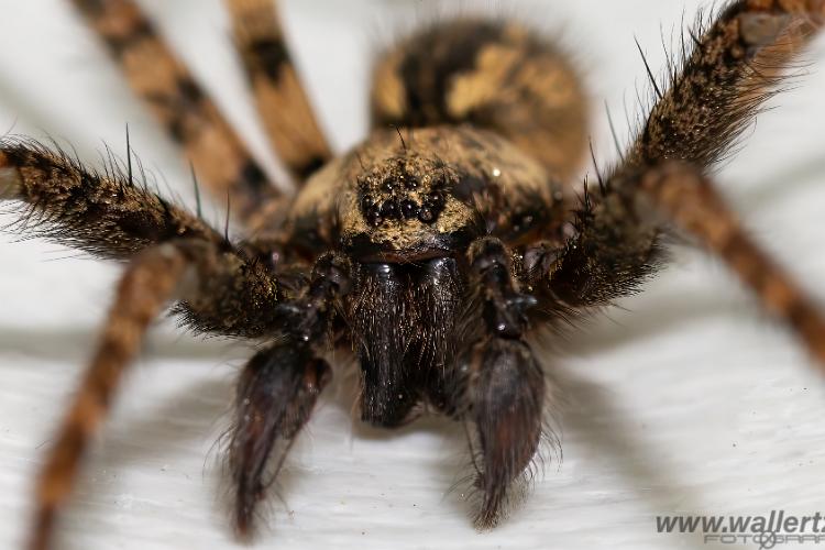 Charcoal spider (Laduspindel)