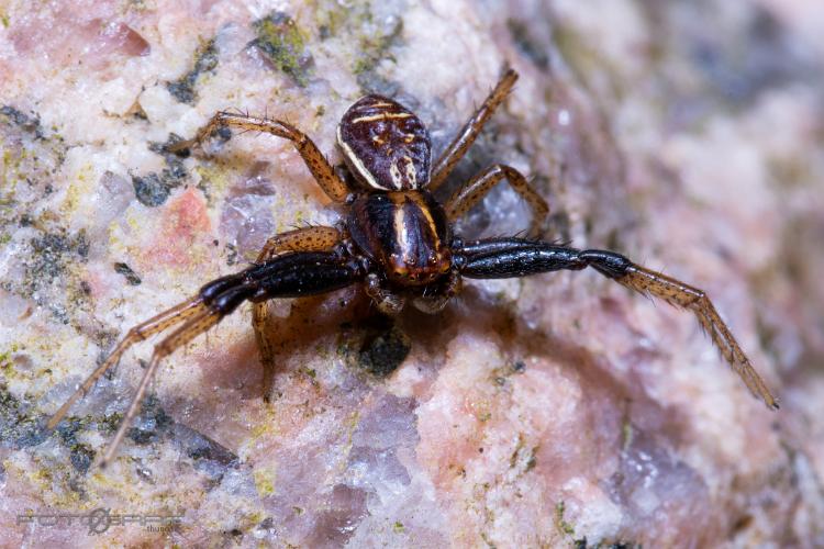 Crab spider (Krabbspindel)